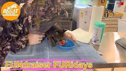 FUNdraiser Furiday with Ops Manager Afton as she checks on the rehab bobcat kittens! 05 19 2023