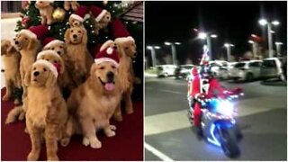 A fantastic video compilation of the Christmas spirit!