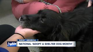 October is 'National Adopt a Shelter Dog Month' and the SPCA has lots of friends for you!