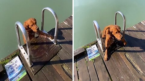 Most Dogs Don’t Climb Ladders At The Lake