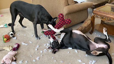 Cat Shocked At Great Danes Destroy Stuffed Toy