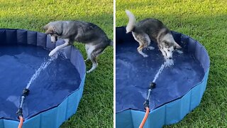 Husky Loves To Play In The Pool