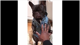 French Bulldog models awesome denim jacket