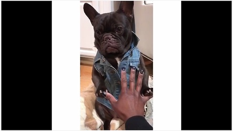 French Bulldog models awesome denim jacket