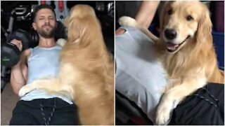 Best friends! This loyal dog won't leave his owner alone even in the gym!
