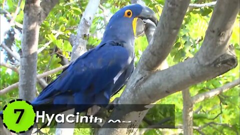 Most Beautiful Macaws on Planet Earth 8