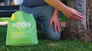 In Good Company: Sunday's all-natural lawn care products