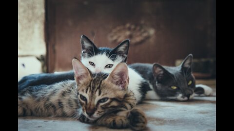 cute fluffy kittens