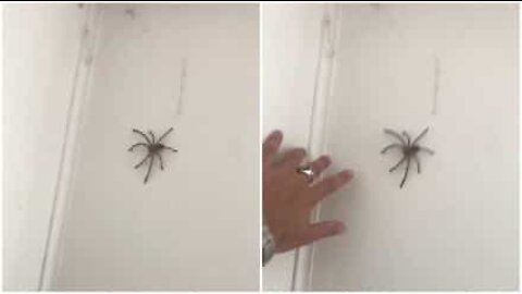 Homem tenta brincar com aranha e apanha um susto