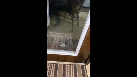 That’s not a cat… that’s an OPOSSUM! Opossum comes to girls front door looking for a bite to eat