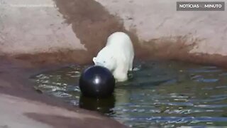 Urso polar de zoo na Finlândia ganha bola para se divertir