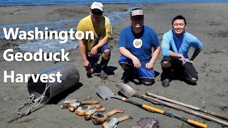 Geoduck Harvest - Washington