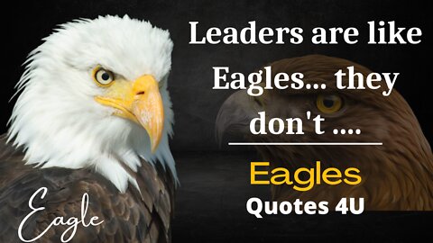 “The Eagle May Rule The Sky, But.....Eagles Quotes which are better known in youth.