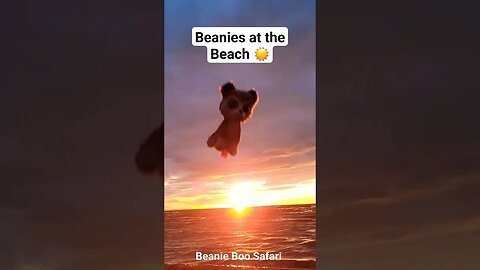 Swimming at Sunset ☀️ #beanieboos #ty #beanie #beachsunset
