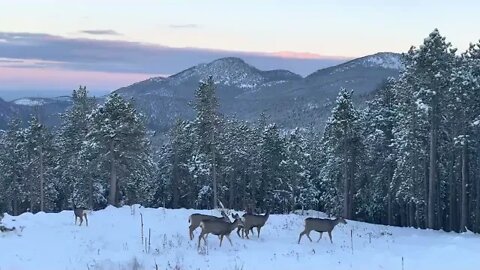 Deer In The Colorado Snow