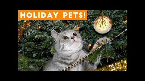 Funny dogs and cats videos at christmas 2021. dont laugh challenge