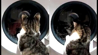 Cat Want To Help In Washing Clothes