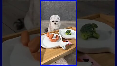 FUNNY CAT VIDEO