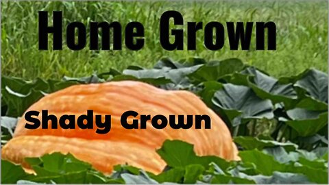 Shady Grown Pumpkin