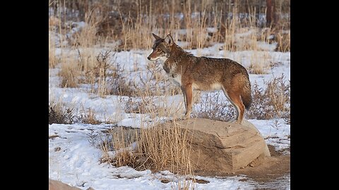 Wolves in Maine? The 2023 DNA Results