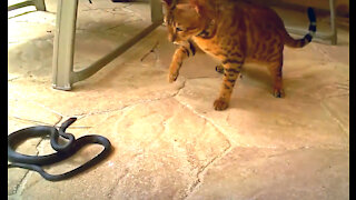 Savannah cat vs. snake