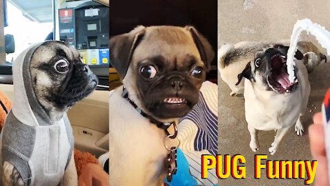 Watch this hilarious pug video - try not to laugh at these adorable pugs!