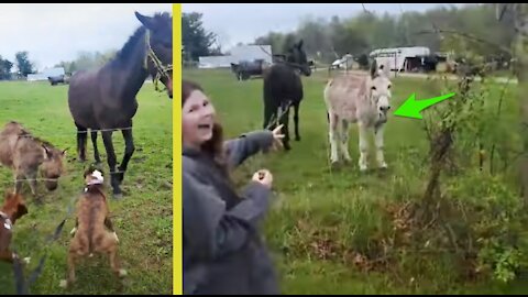 Donkey Laughs At Dog Getting Shocked