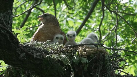 Hawk Nest Watching (Excerpt), Sony A1/Sony Alpha1, 4k
