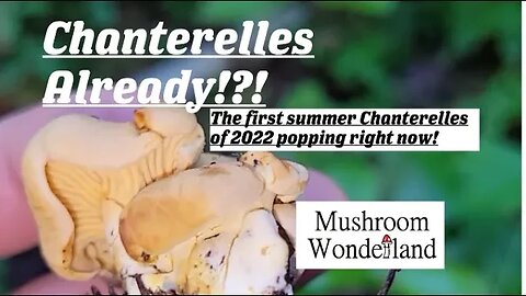 The First Chanterelle Mushrooms of 2022!! : let me help you find them!