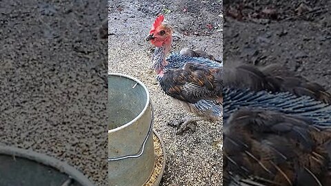 MUST SEE Funny looking chicken molting #shorts