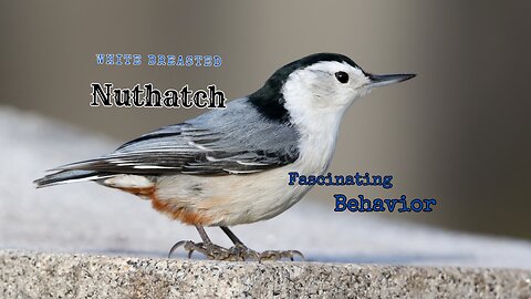 Discover the Fascinating Behavior of the White Breasted Nuthatch