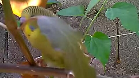 Beautiful australian parakeet in a backyard