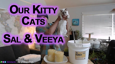 Sal & Veeya, Our Lilac Modern Lynx Balinese Cats (Kittens)