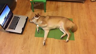 Shiba Inu's workout routine ends with expected results