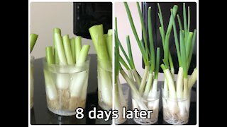 Growing green onions using plastic cups!