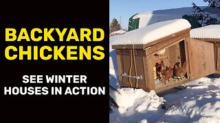 BACKYARD CHICKENS: See Winter Houses in Action