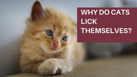 Why do cats lick themselves?