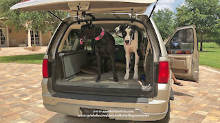 Happy Great Danes and Cat Love Going For A Car Ride