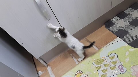 I want to open this door(37day old cat - part3)