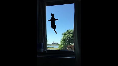 "Cat And Window Fail"