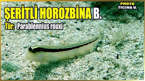Şeritli Horozbina Balığı | Parablennius rouxi | Akdeniz Balıkları