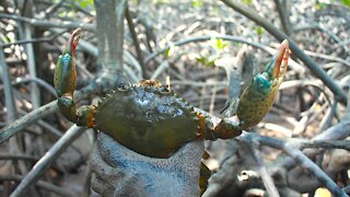 Catching Wild Crab In Mangrove Forest