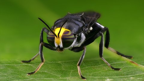 Yellow-headed soldier fly from the Amazon rainforest of Ecuador