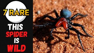 7 Rare Insects