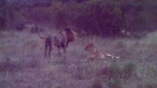 Lion Roars in the Wild