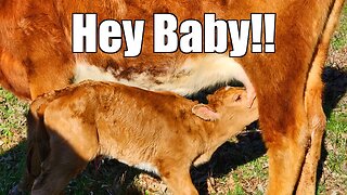 Hey Baby! New Calf is Born! @UncleTimsFarm
