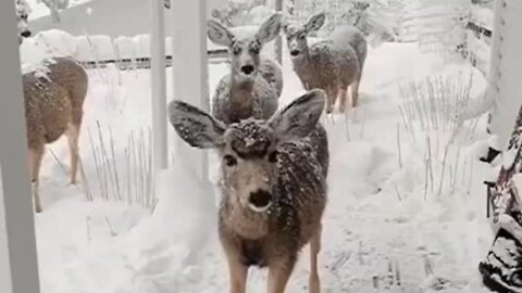 Hungry deer demands food by stomping her hoof