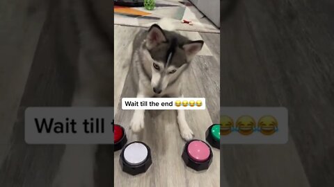 Sassy Husky Strikes Again!