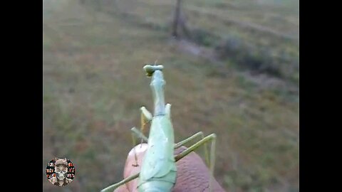 praying mantis turns grown man back into kid...