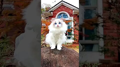 Cute kitty with blue eyes , what a beauty !!!